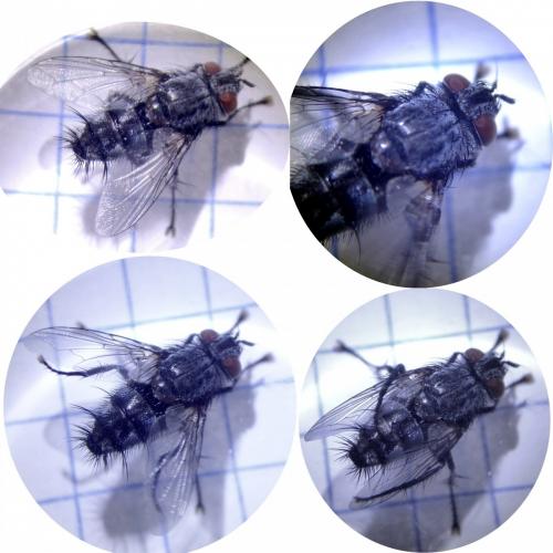 Dinera sp.